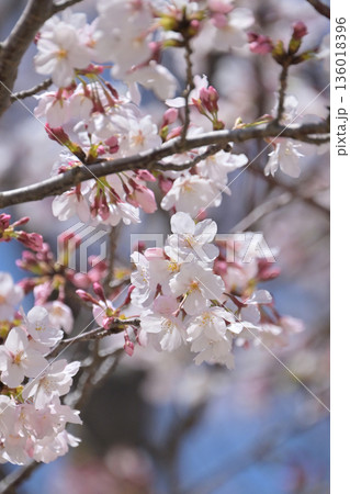 桜(ソメイヨシノ)Cherry Blossom 桜(ソメイヨシノ)Cherry Blossom 136018396