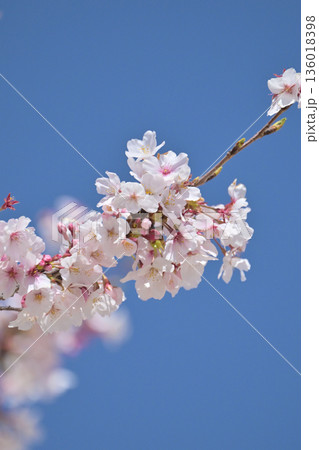 桜（ソメイヨシノ）Cherry Blossom 136018398