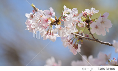 桜（ソメイヨシノ）Cherry Blossom 136018400