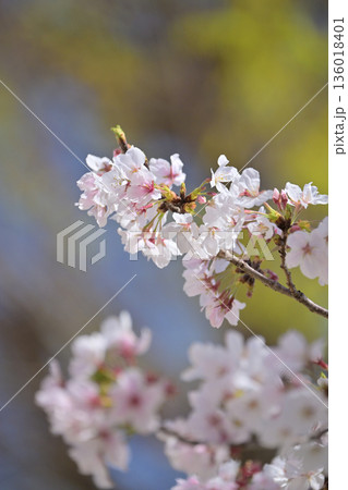 桜（ソメイヨシノ）Cherry Blossom 136018401