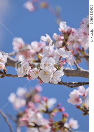 桜(ソメイヨシノ)Cherry Blossom 桜(ソメイヨシノ)Cherry Blossom 136018403