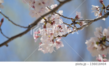 桜(ソメイヨシノ)Cherry Blossom 桜(ソメイヨシノ)Cherry Blossom 136018404