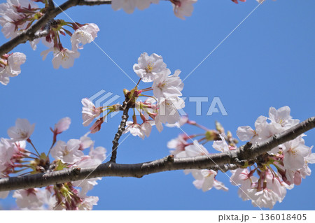 桜(ソメイヨシノ)Cherry Blossom 桜(ソメイヨシノ)Cherry Blossom 136018405