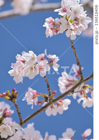 桜(ソメイヨシノ)Cherry Blossom 桜(ソメイヨシノ)Cherry Blossom 136018406