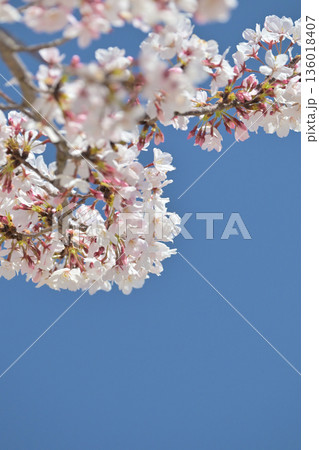 桜(ソメイヨシノ)Cherry Blossom 桜(ソメイヨシノ)Cherry Blossom 136018407