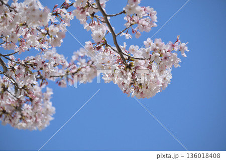 桜(ソメイヨシノ)Cherry Blossom 桜(ソメイヨシノ)Cherry Blossom 136018408