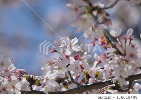 桜(ソメイヨシノ)Cherry Blossom 桜(ソメイヨシノ)Cherry Blossom 136018409