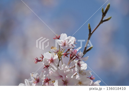 桜(ソメイヨシノ)Cherry Blossom 桜(ソメイヨシノ)Cherry Blossom 136018410