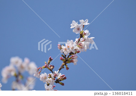 桜(ソメイヨシノ)Cherry Blossom 桜(ソメイヨシノ)Cherry Blossom 136018411