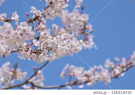 桜（ソメイヨシノ）Cherry Blossom 136018416