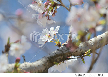 桜（ソメイヨシノ）Cherry Blossom 136018418