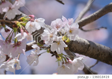 桜(ソメイヨシノ)Cherry Blossom 桜(ソメイヨシノ)Cherry Blossom 136018419