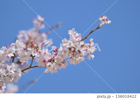 桜（ソメイヨシノ）Cherry Blossom 136018422