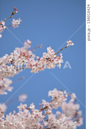 桜（ソメイヨシノ）Cherry Blossom 136018424