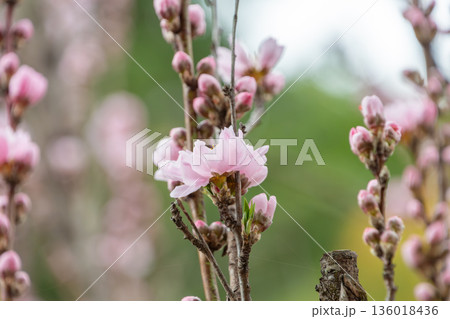 春の空に映える淡いピンクの桃の花と蕾 春の空に映える淡いピンクの桃の花と蕾 136018436