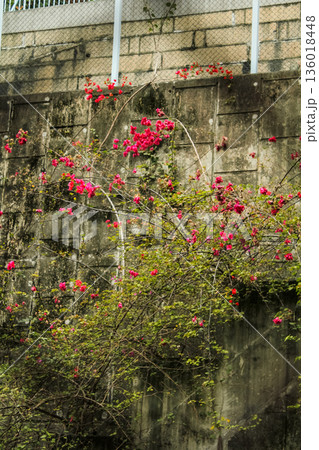 Wild flowers behind the fence in the rural. Flower and plant. Wild flowers behind the fence in the rural. Flower and plant. 136018448