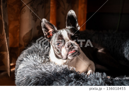 クッションでくつろぐボストンテリア 136018455