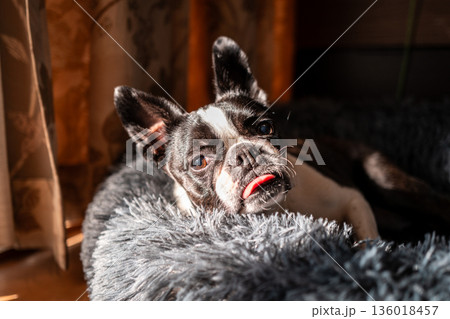 クッションでくつろぐボストンテリア 136018457