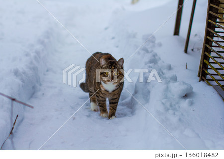 Domestic tabby cat with white chest and paws is balancing on a narrow track in fresh white snow during winter, navigating the cold outdoor environment with curious yellow eyes. 136018482