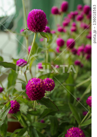 Close-up of the wild flowers in rural. Wild flowers in the countryside. Flower and plant. Close-up of the wild flowers in rural. Wild flowers in the countryside. Flower and plant. 136018563