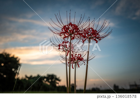 夕日に照らされる彼岸花 136018578
