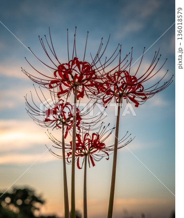夕日に照らされる彼岸花 136018579