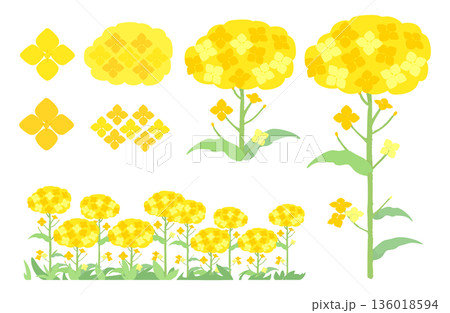菜の花のかわいいイラストセット 136018594