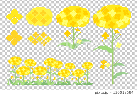 Cute illustration set of rape blossoms Cute illustration set of rape blossoms 136018594