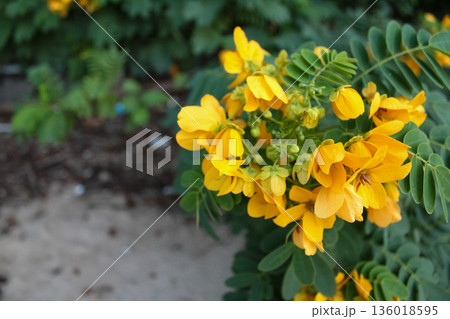 Close-up of senna surattensis in the rural. Yellow wild flowers in countryside. Flower and plant. Close-up of senna surattensis in the rural. Yellow wild flowers in countryside. Flower and plant. 136018595