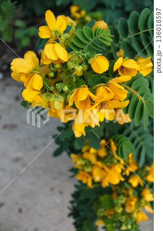 Close-up of senna surattensis in the rural. Yellow wild flowers in countryside. Flower and plant. 136018597