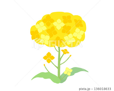 シンプルな菜の花 136018633