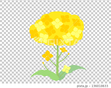 Simple rape blossoms Simple rape blossoms 136018633