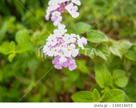 Close up of Trailing lantana in bokeh effect. Wild purple flowers. Flower and plant. 136018653