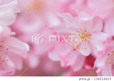 日中線のしだれ桜（福島県喜多方） 136018824