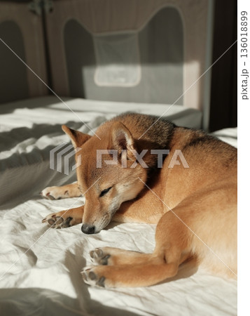 熟睡する柴犬 熟睡する柴犬 136018899