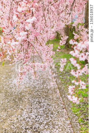 日中線のしだれ桜(福島県喜多方) 日中線のしだれ桜(福島県喜多方) 136018937