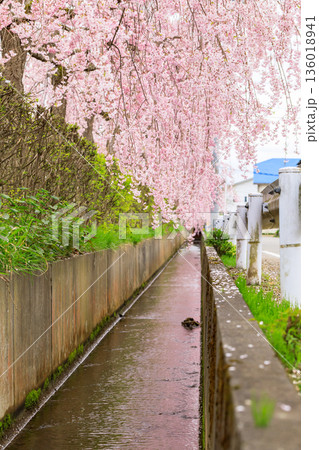 日中線のしだれ桜（福島県喜多方） 136018941