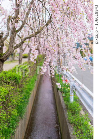 日中線のしだれ桜(福島県喜多方) 日中線のしだれ桜(福島県喜多方) 136018943