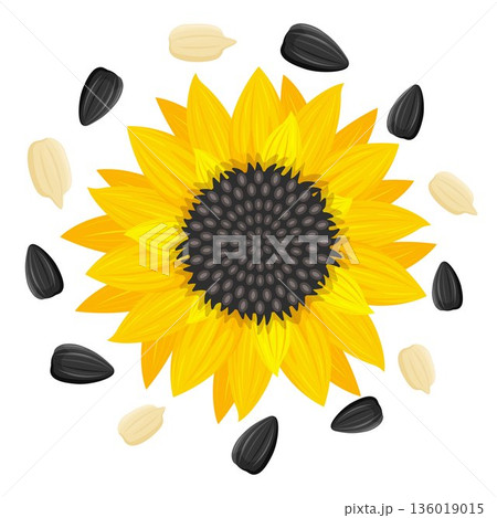 Yellow sunflower and sunflower seeds Vector illustration isolated on white background , Flat style. Yellow sunflower and sunflower seeds Vector illustration isolated on white background , Flat style. 136019015