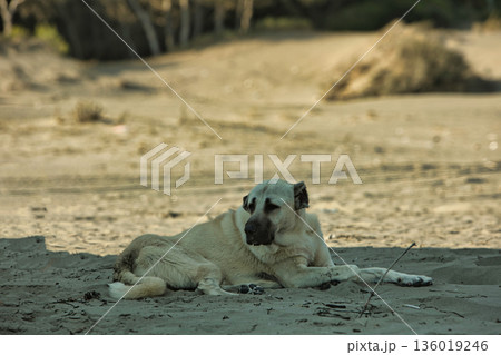 A large stray dog resting calmly on warm sand dunes near Vlora, Albania, photographed on August 25, 2025. The soft light and natural surroundings create a peaceful atmosphere, capturing a quiet moment 136019246