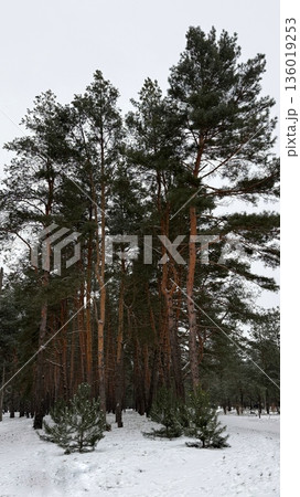 Winter Pine Forest Covered with Snow Winter Pine Forest Covered with Snow 136019253