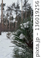 Winter Pine Forest Covered with Snow. Calm Natural Landscape 136019256