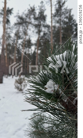 Winter Pine Forest Covered with Snow. Calm Natural Landscape Winter Pine Forest Covered with Snow. Calm Natural Landscape 136019256