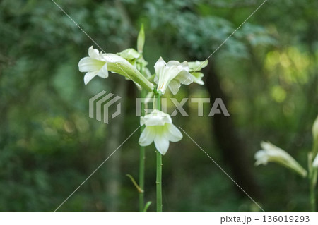 岩手県滝沢市森林公園の姥百合の花 136019293
