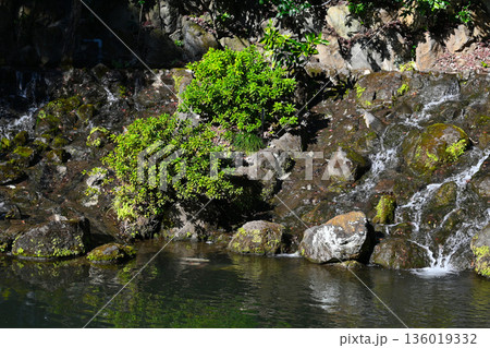 椿山荘の景色 136019332