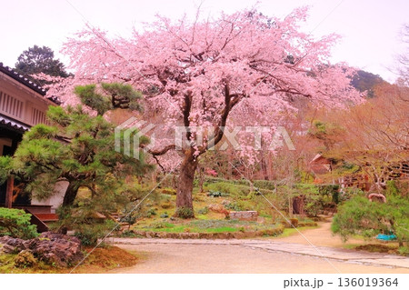 常寂光寺（京都市右京区）庭に咲く桜の花 136019364