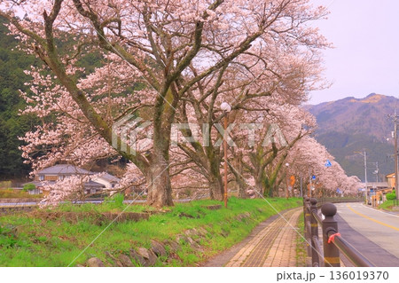智頭川（鳥取県八頭郡智頭町）川べりに咲く桜の花 136019370