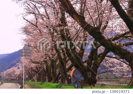 智頭川（鳥取県八頭郡智頭町）川べりに咲く桜の花 136019371