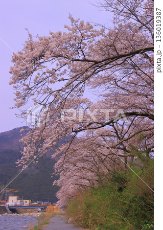 智頭川（鳥取県八頭郡智頭町）川べりに咲く桜の花 136019387