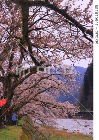 智頭川（鳥取県八頭郡智頭町）川べりに咲く桜の花 136019388